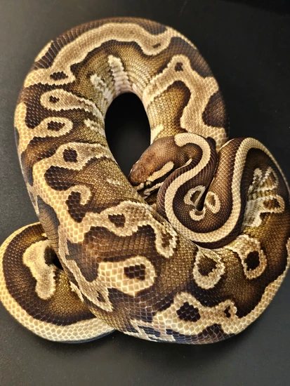 Leopard Lesser Pos Stranger Or Nyala Ball Python by Wish List Morphs