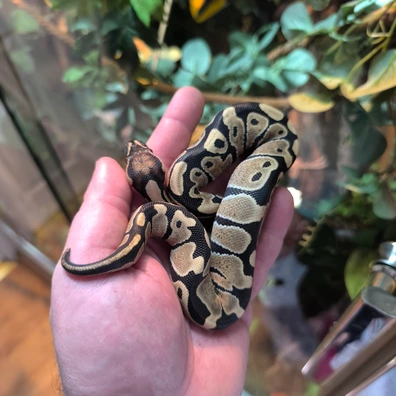 Desert Ghost Het Axantic Tsk Ball Python - male for sale from WK Reptiles