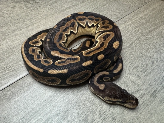 Wookie Cinnamon Yellow Belly Ball Python by Masoner’s Morphs LLC