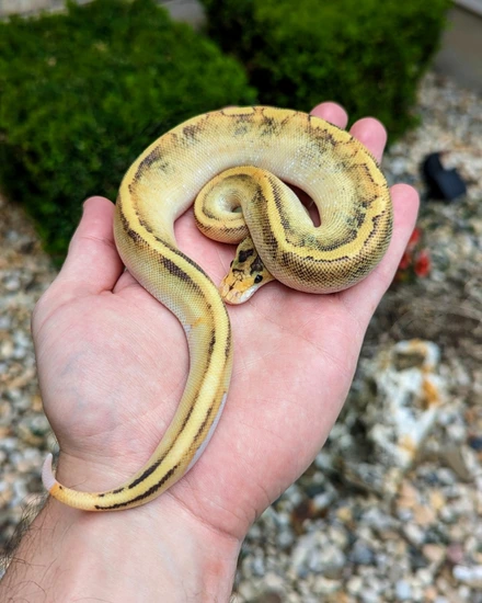 Champagne Fire 50% Het Orange Ghost Ball Python by 46and2Reptiles