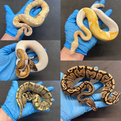 5 X Mixed Ball Pythons Ball Python - unknown for sale from Wolves Balls