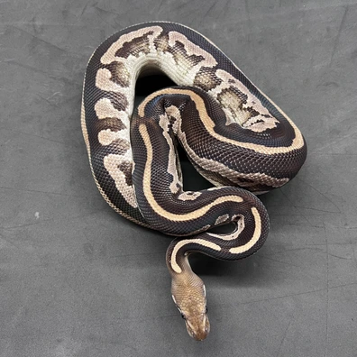 5 X Ball Python Auction Ball Python - male for sale from Wolves Balls