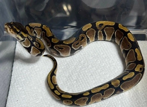 Redstriper Ball Python Epic Red Stripe Ball Python by Napier's Asylum