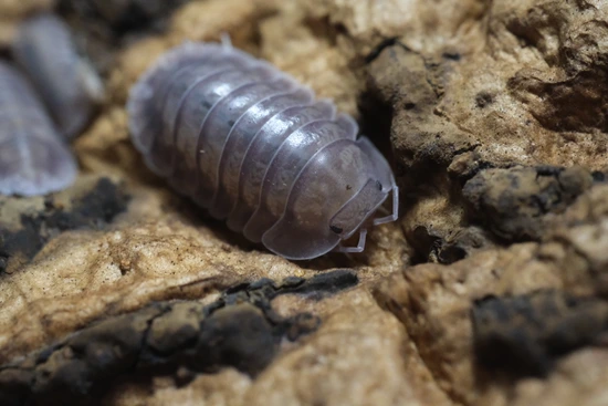 Nesodillo Arcangelii 'Silver Ghost' Isopod by Wonder Pod & Geck Co.