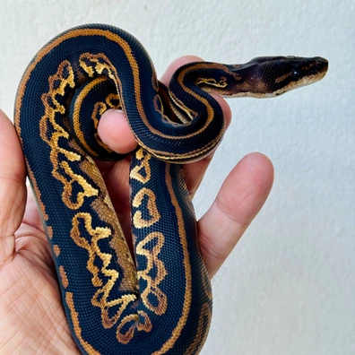 BP BH OD Het Clown Ball Python - male for sale from House of Hypo