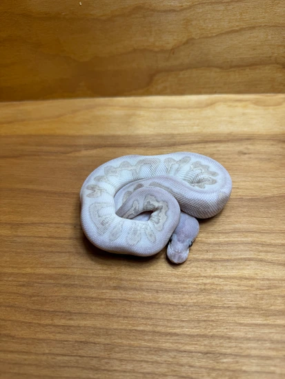 Super Phantom Clown Ball Python by Wooded Reptiles LLC