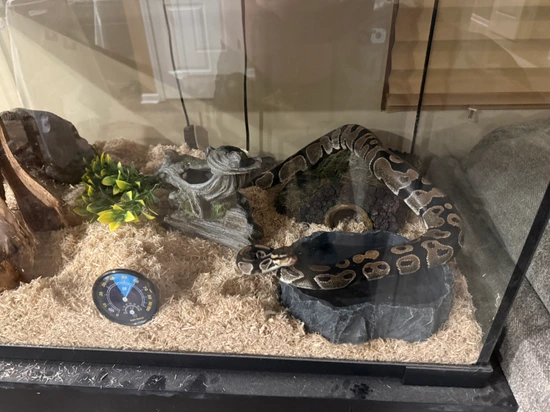 5 Years Old Ball Python And Accessories by Bs Ballz