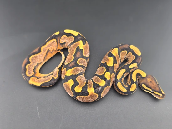 Vanilla Calico Scrambler Ball Python by Python Antics