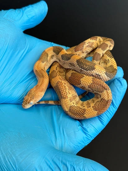 Mexican Pine Snake (Pituophis Deppei Jani) by World of Exotics