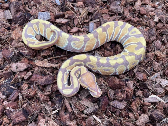 Ultramel Het Clown Ball Python by Wrapped Up Reptiles