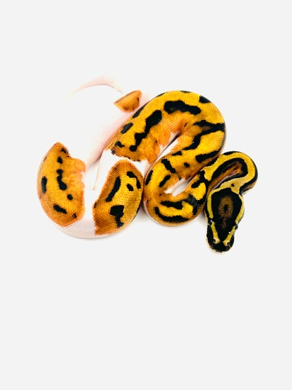 HI OD Pied Het Hypo Ball Python by Visionary Exotics