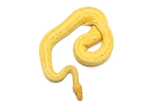 Banana Leopard Fire Python Banana Leopard Pinstripe Clown (Poss Fire) Ball Python by WTG