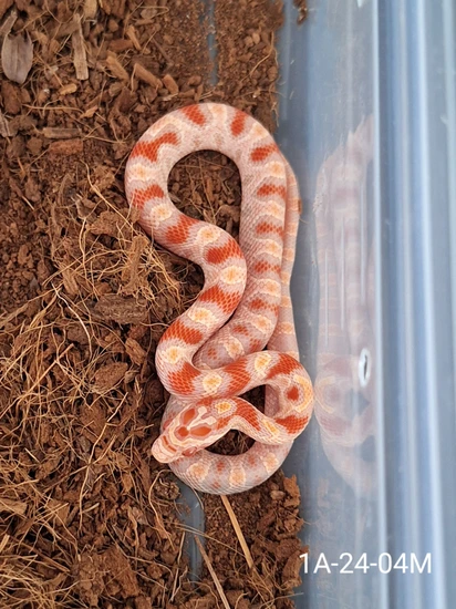 Reverse Okeetee Corn Snake by WTWreptiles