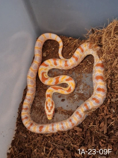 Reverse Okeetee Corn Snake by WTWreptiles