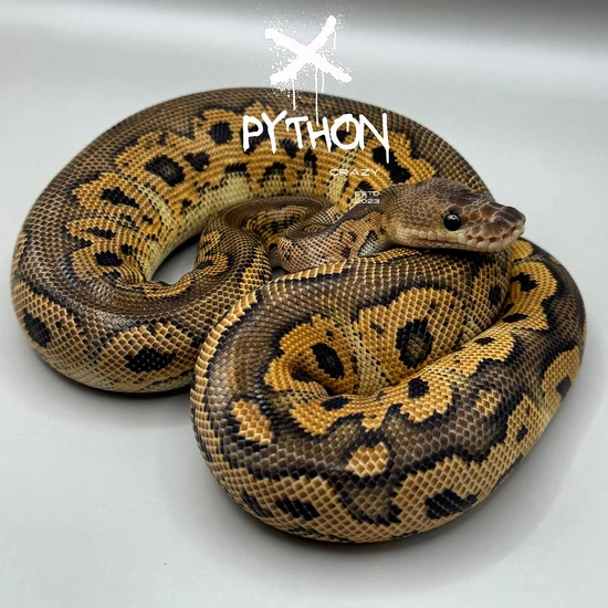 Black Pastel Yellow Belly Clown Ball Python by X_python_crazy