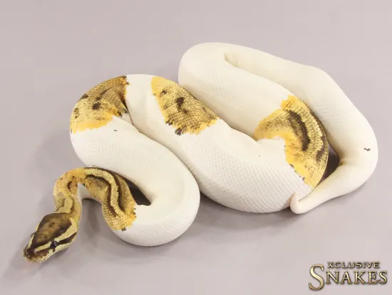 Fire Piebald Het Lavender Ball Python by Xclusive Snakes