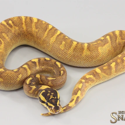 Xclusive Snakes - MorphMarket