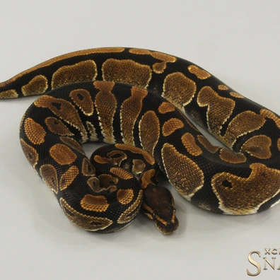 Super NR Mandarin Ball Python - female for sale from Xclusive Snakes