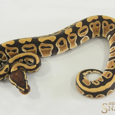 Classic Triple Het Ultramel Clown Piebald