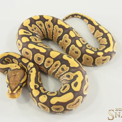 Gravel Hypo Het Clown