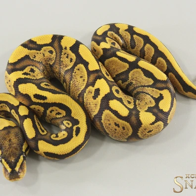 Gravel Red Stripe Desert Ghost Het Piebald