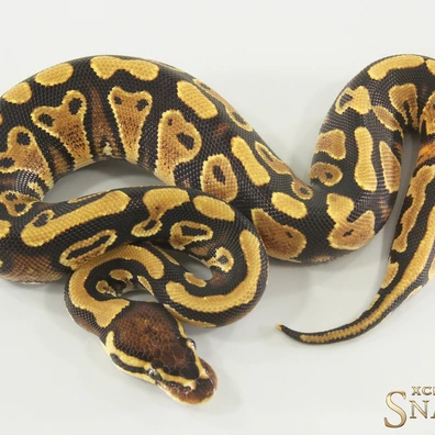 Gravel Triple Het Ultramel Clown Piebald