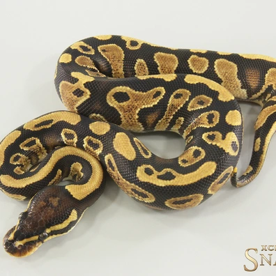 Gravel Triple Het Hypo Desert Ghost Clown