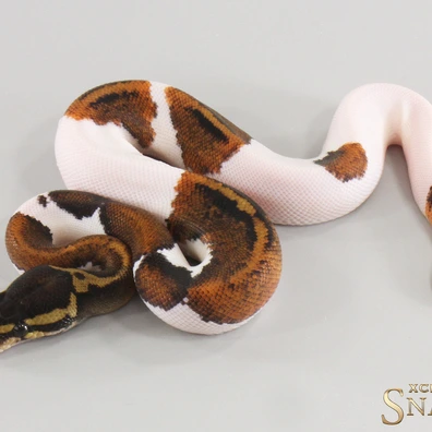Copper Yellow Belly Piebald