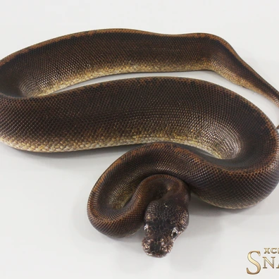 Super Copper Pos Yellow Belly Het Piebald