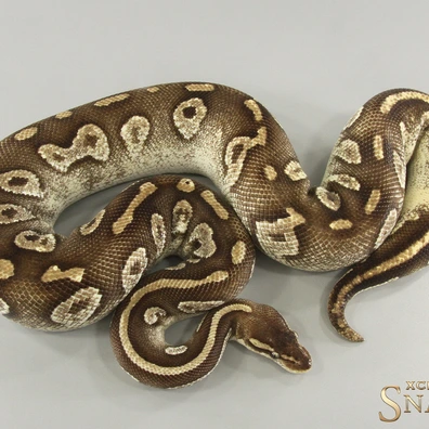 Black Head Pastave Het Clown