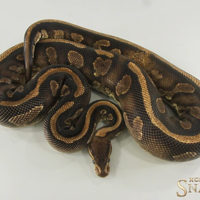 Copper Yellow Belly Het Piebald