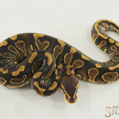 Wookie Gravel Double Het Sunset Clown