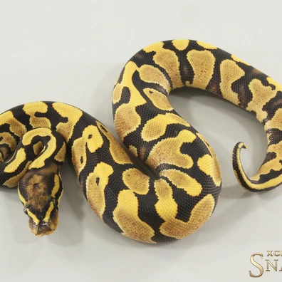 Gravel Desert Ghost Het Piebald