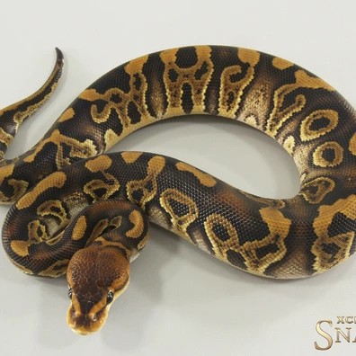 Wookie (Crypton) Triple Het Desert Ghost Cryptic Clown