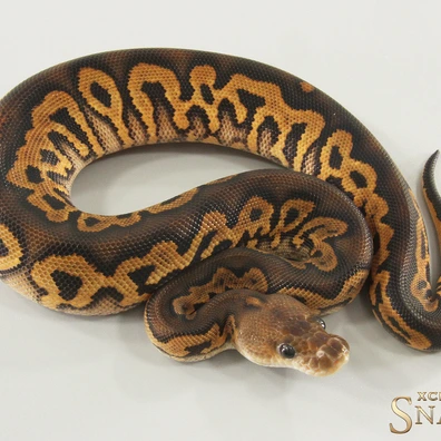 Black Pastel Gravel Clown Het Desert Ghost