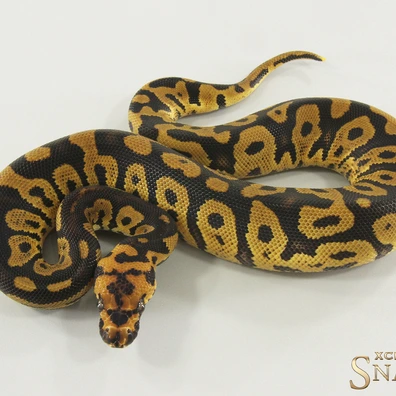 Confusion Clown Het Hypo