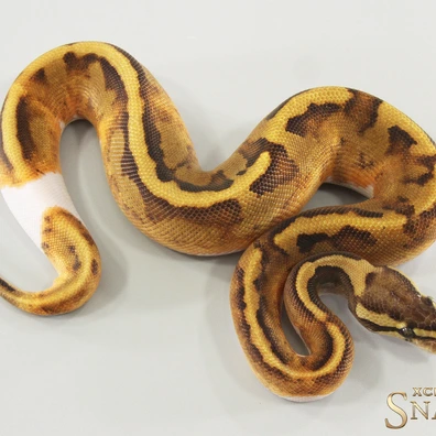 Enchi Copper Vanilla Piebald