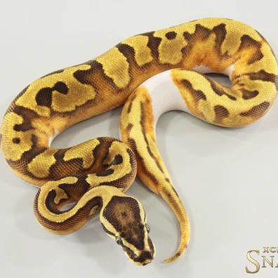 Enchi Vanilla Piebald