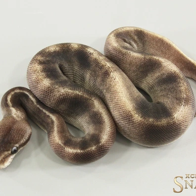 Black Head Pastel GHI Mojave Copper Het Clown