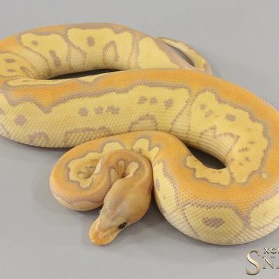 Coral Glow Wookie Clown