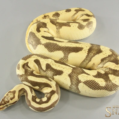 Enchi Fire Fly Double Het Clown Piebald
