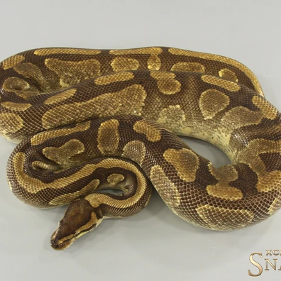 Copper Enchi Yellow Belly Het Piebald