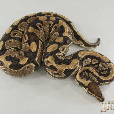 Triple Het Lavender Clown Piebald (Holy Grail)