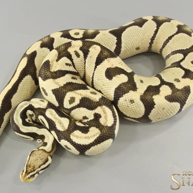 Pastel Desert Ghost Het Piebald