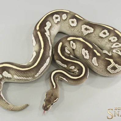 Black Head Mojave Desert Ghost