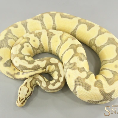 Pastel Enchi Fire Desert Ghost Double Het Hypo Clown