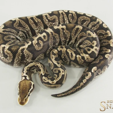 Pastel GHI Black Axanthic