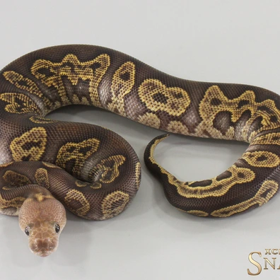 Super GHI Chocolate Gravel Clown