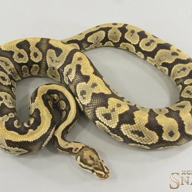 Confusion Gravel Hypo