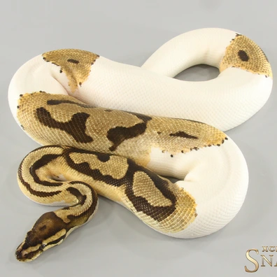Orange Dream Piebald Het Hypo